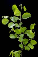 Aulne - Rameau avec feuilles (Alnus glutinosa)